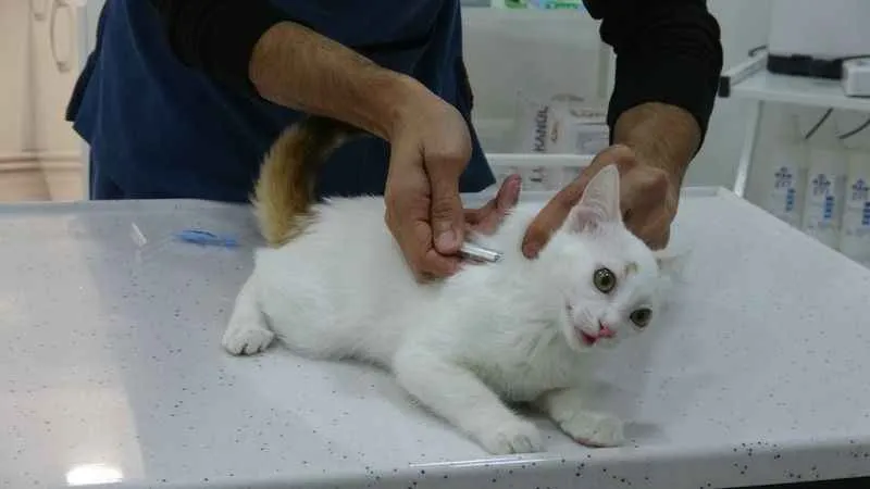 Evcil hayvanından uyuz kapma riskine dikkat!