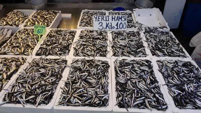 Hamsi sezonu sürüyor, palamutta umutlar tükendi