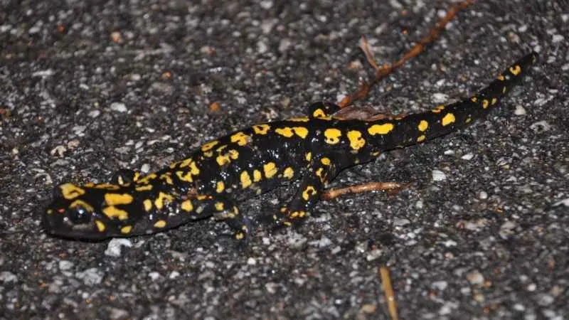 Yağmurla birlikte 'sarı benekli semender' ortaya çıktı