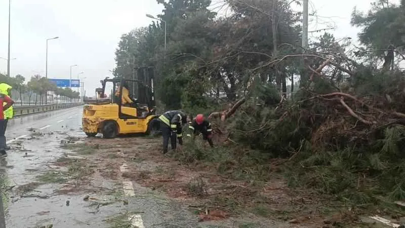 Kocaeli'de ağaçlar fırtınaya dayanamadı