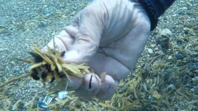 Dünyaca ünlü sahilde denizin altı çekirdek kabuğu tarlasına döndü