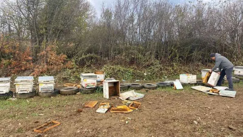Bilecik'te ayılar arı kovanlarına zarar verdi