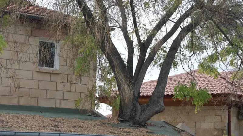 Nevşehir'de 100 yıllık bir Japon ağacı!