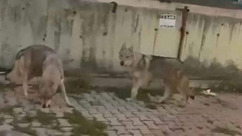 Aç kalan kurtlar İstanbul'da şehir merkezine indi
