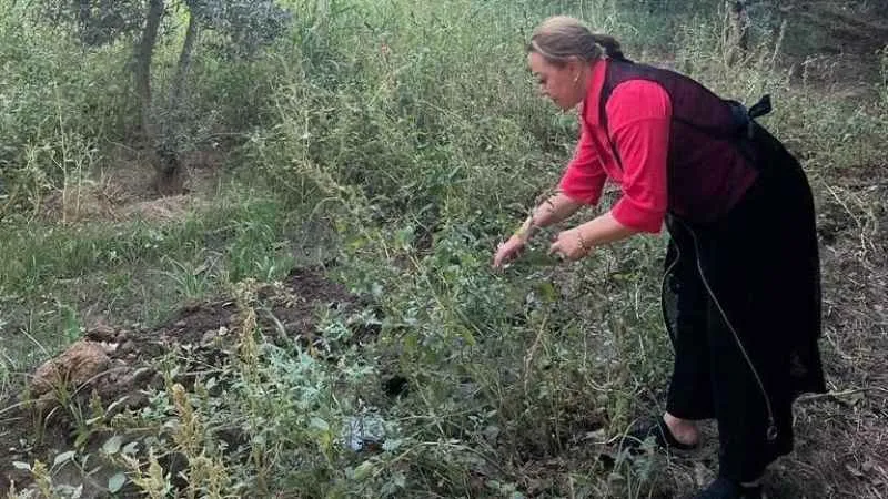 Sarı kantaron bir çok rahatsızlığa iyi geliyor