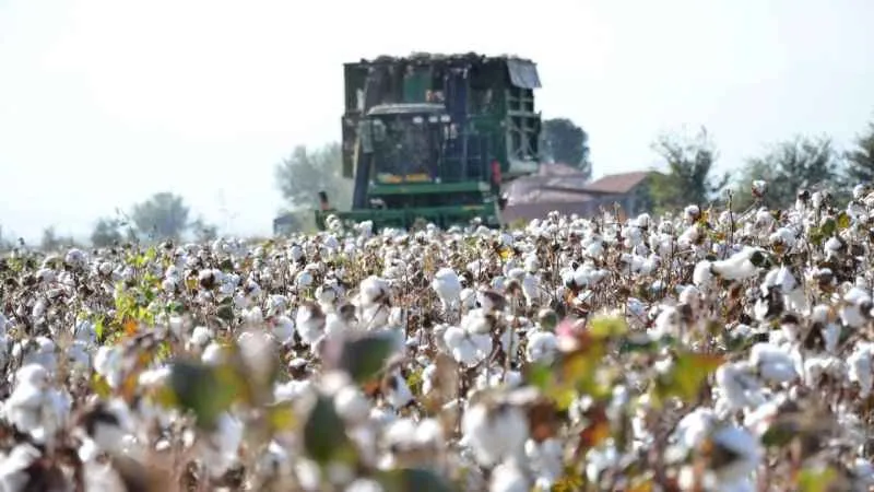 Beyaz altının hasadında sona yaklaşılıyor