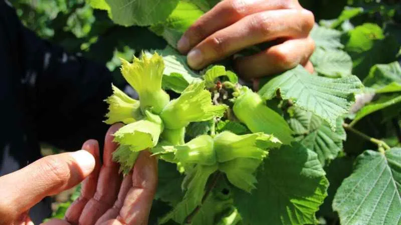 Giresunlu fındık tüccarları kahverengi kokarca tehlikesine dikkat çekti