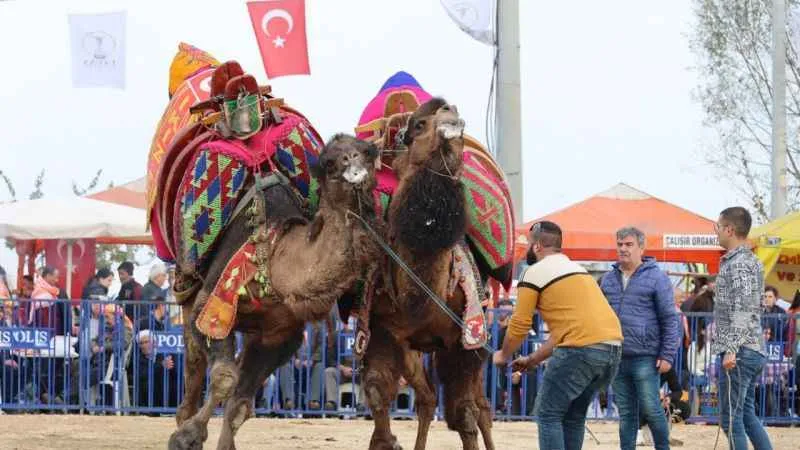 Tavas'ta şampiyon develer kozlarını paylaştı