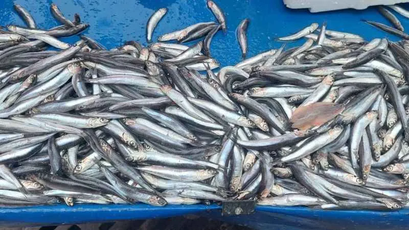 Fırtına hamsi fiyatlarını yükseltti