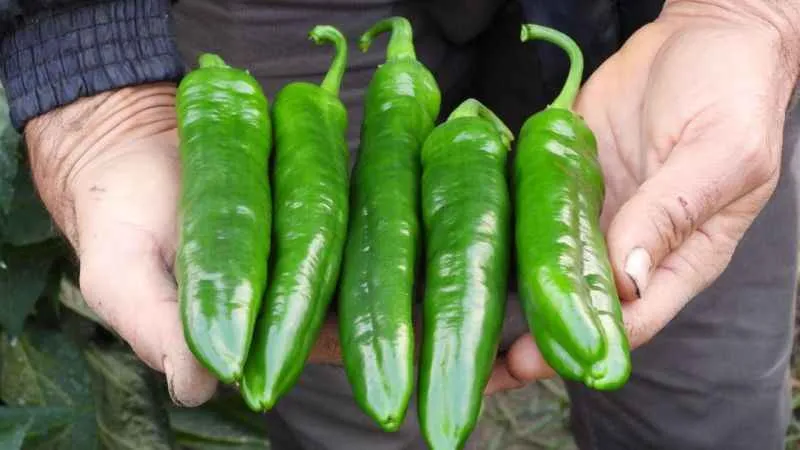 Kilo vermek isteyenler Samandağ biberine yöneliyor