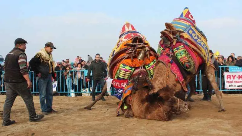 Alaşehir'de geleneksel deve güreşleri yapılacak