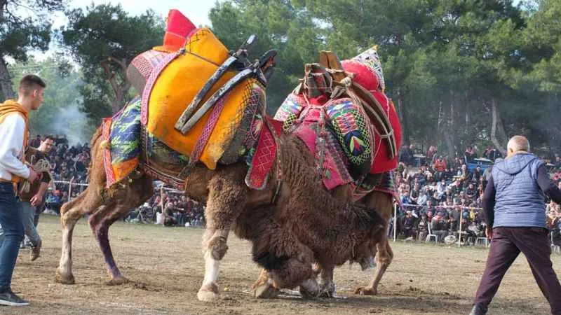 Balıkesir’deki deve güreşlerini binlerce kişi izledi