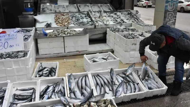 Sinop’ta palamudun tanesi 200 lira