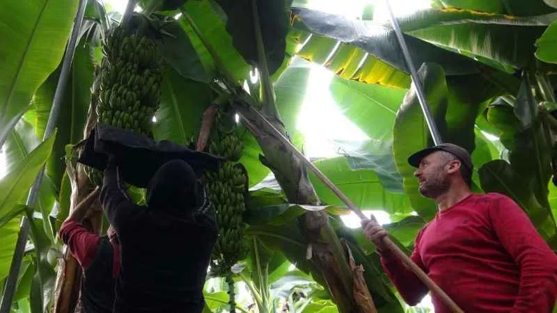 Muzda hasat sezonu başladı