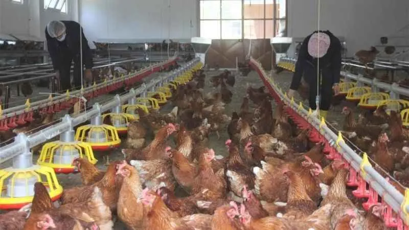 Tavuk eti üretimi arttı