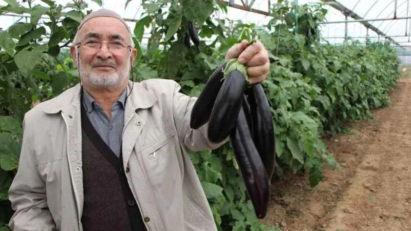 Yazın kilosu 5 lira olan patlıcanları sökmedi, şimdi 17 liradan satıyor