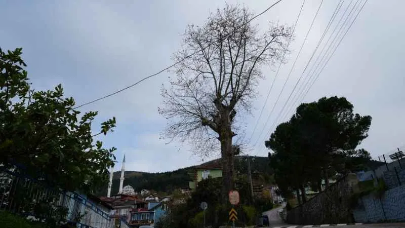 Kocaeli'ndeki 300 yıllık ağacın ilginç öyküsü