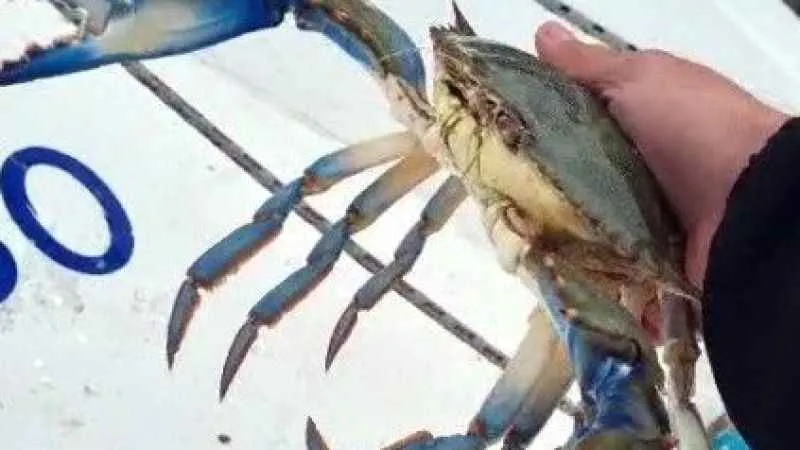 Balıkçıların korkulu rüyası ağlara takıldı