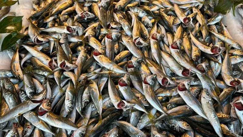 Fırtınanın ardından hamsi 110 liraya yükseldi