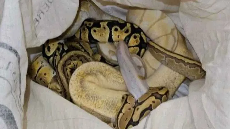 Türkiye'ye 33 tehlikeli piton soktu: Cezası 26 bin lira