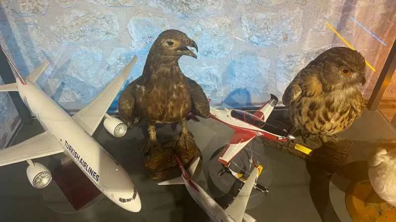 Bu müzede 'doğanın akıl sistematiği' sergileniyor