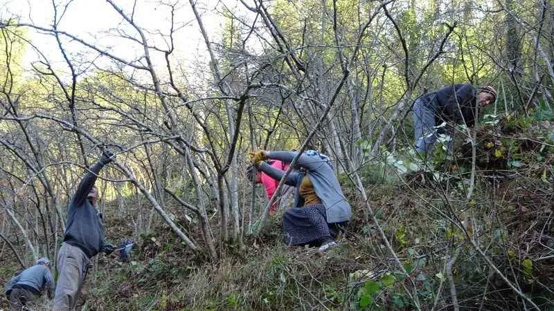 Fındıkta doğru bakım ile verim üçe katlıyor