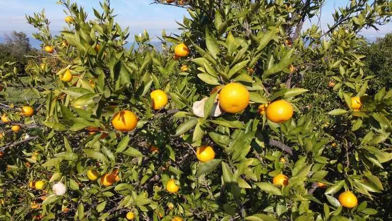 Coğrafi işaretli mandalinada hasat zamanı