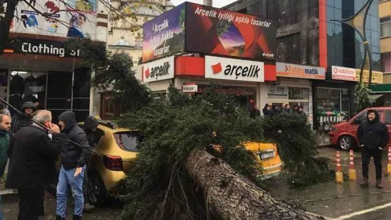 Rize'de fırtına esti, ağaç taksilerin üzerine devrildi