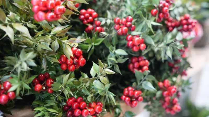 Yılbaşı kokinalarına talep fazla