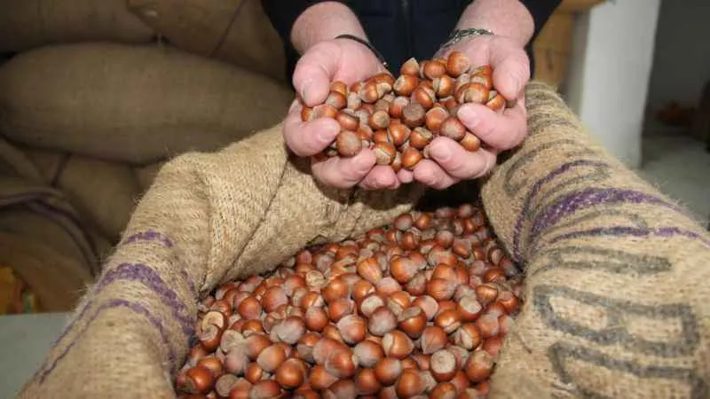 Fındık fiyatı 100 TL'de sabitlendi