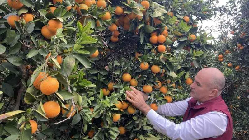 Portakalda hasat başladı
