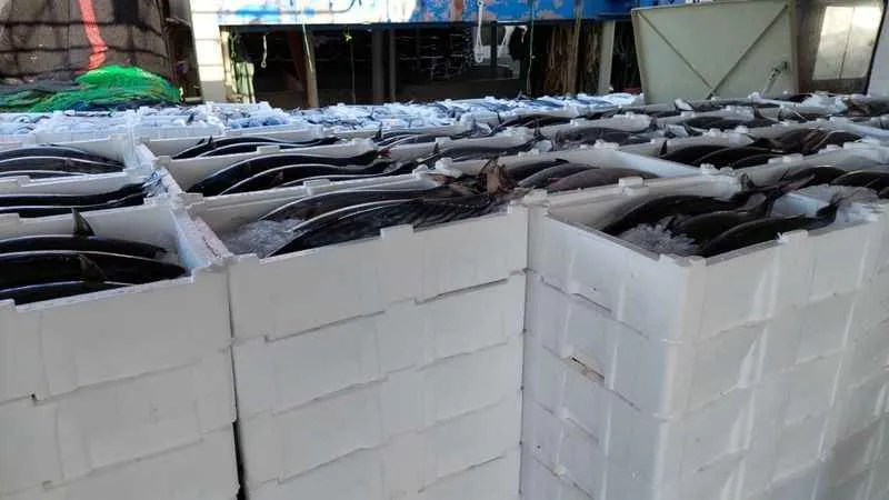 Marmara Denizi'nden 30 ton torik balığı avlandı