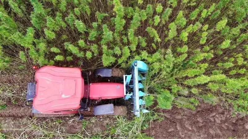 Samsun'da kenevir üretimi artacak