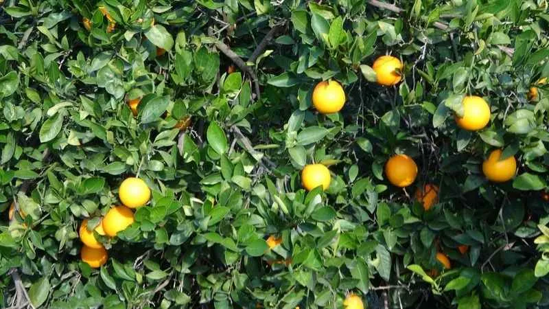 Narenciye üreticileri market fiyatlarına tepki gösterdi