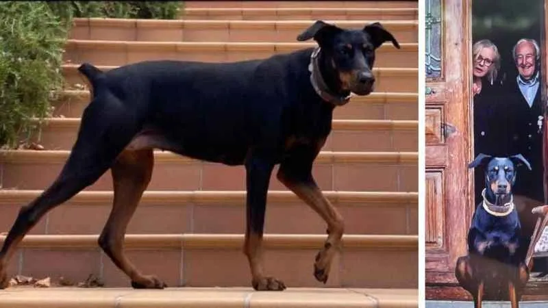 Berzeg'in köpeği yeni ipucu verdi