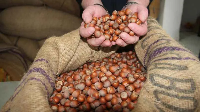 Fındık fiyatları serbest piyasada 105 lira seviyelerini gördü