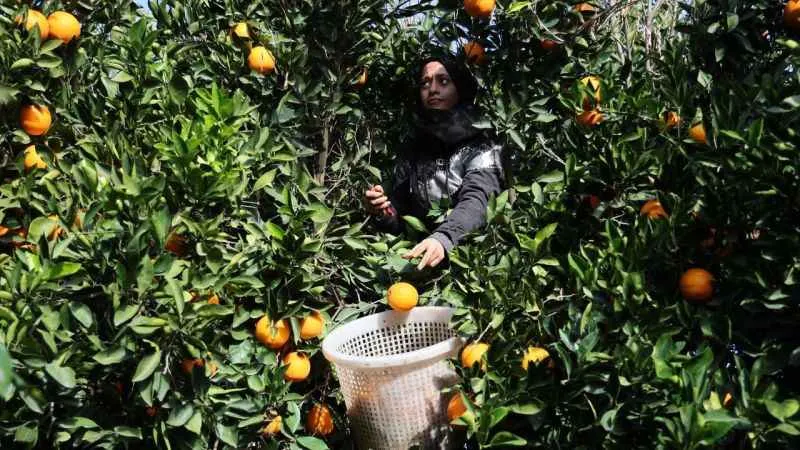 Adana’da yetişiyor dünyaya ihraç ediliyor