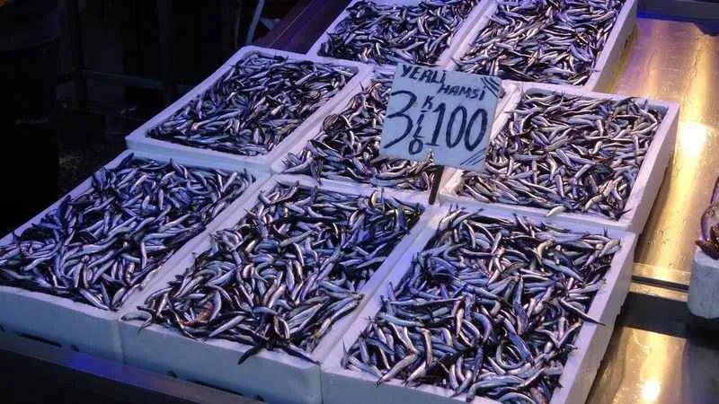 Hamsi ihracatı artıyor