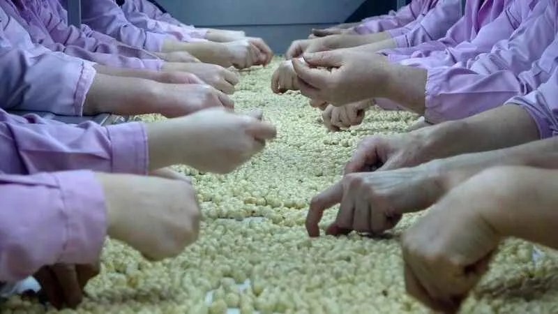 Düzce'den Avrupa'ya 9 milyon 730 bin ton iç fındık ihracatı