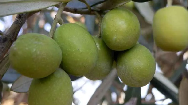 Mut'ta rekolte 50 bin ton zeytin ve 5 bin ton zeytinyağı 