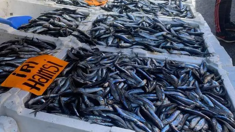 İstavrit bolluğu yaşanıyor