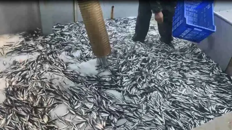 Hamsi Türk sularına giriş yaptı