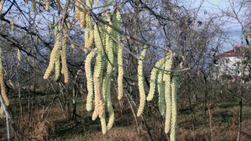 Fındıkta korkutan yıl