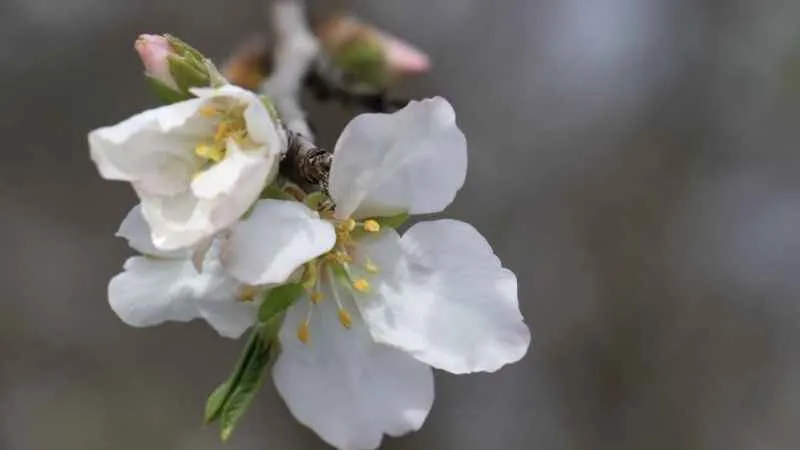 Cemre havaya düştü