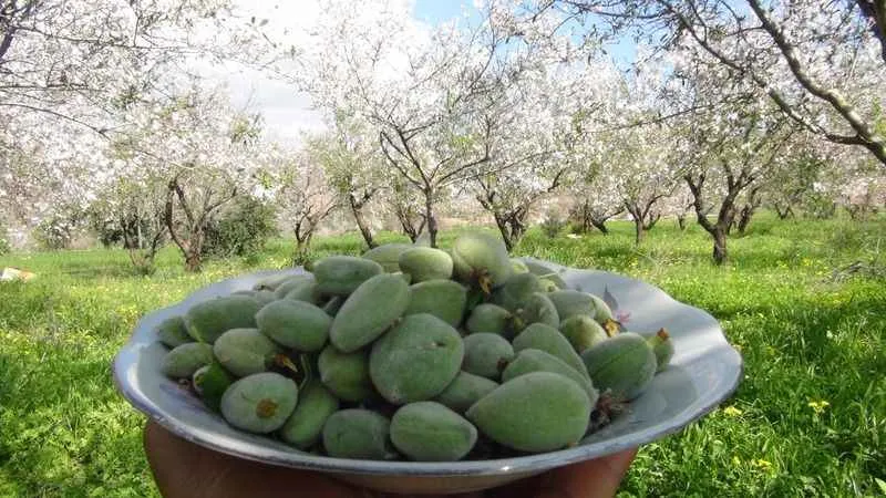 Türkiye’nin ilk badem çağlası hasadı Mersin’de yapıldı
