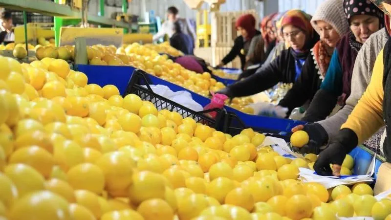 Limon ve detoks sularının zayıflamada etkisi olmuyor