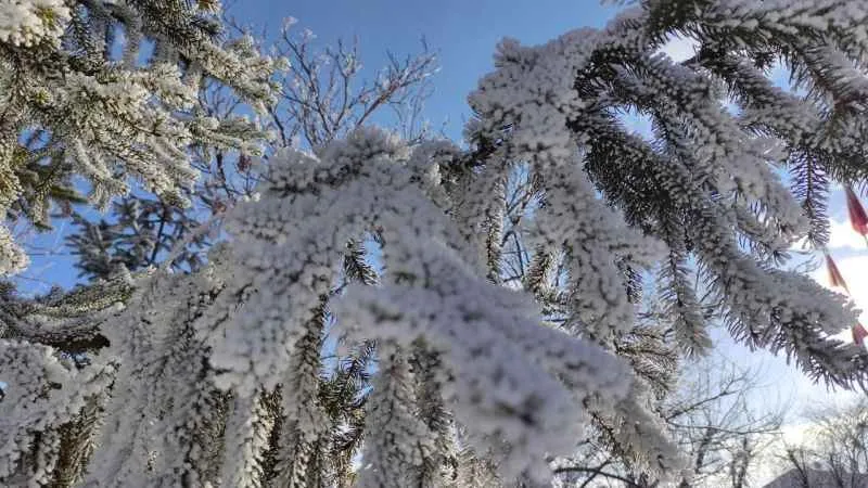 Ardahan buz kesti, ağaçlar kırağı tuttu