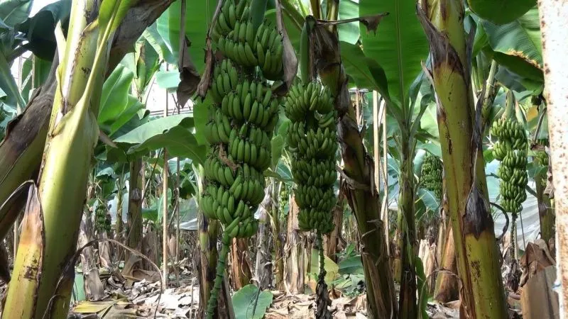 Muz fiyatları üreticinin yüzünü güldürüyor