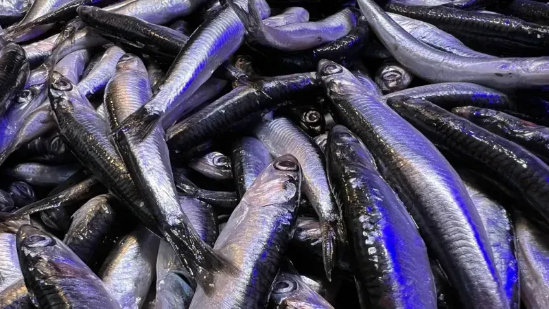 Hamsi sezonu bitti, bitiyor