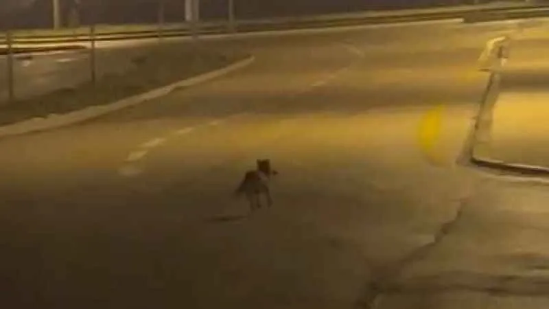 Tilki açlıktan şehre indi